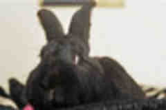 Burglar raiding Plymouth family's home is scared off by a rabbit